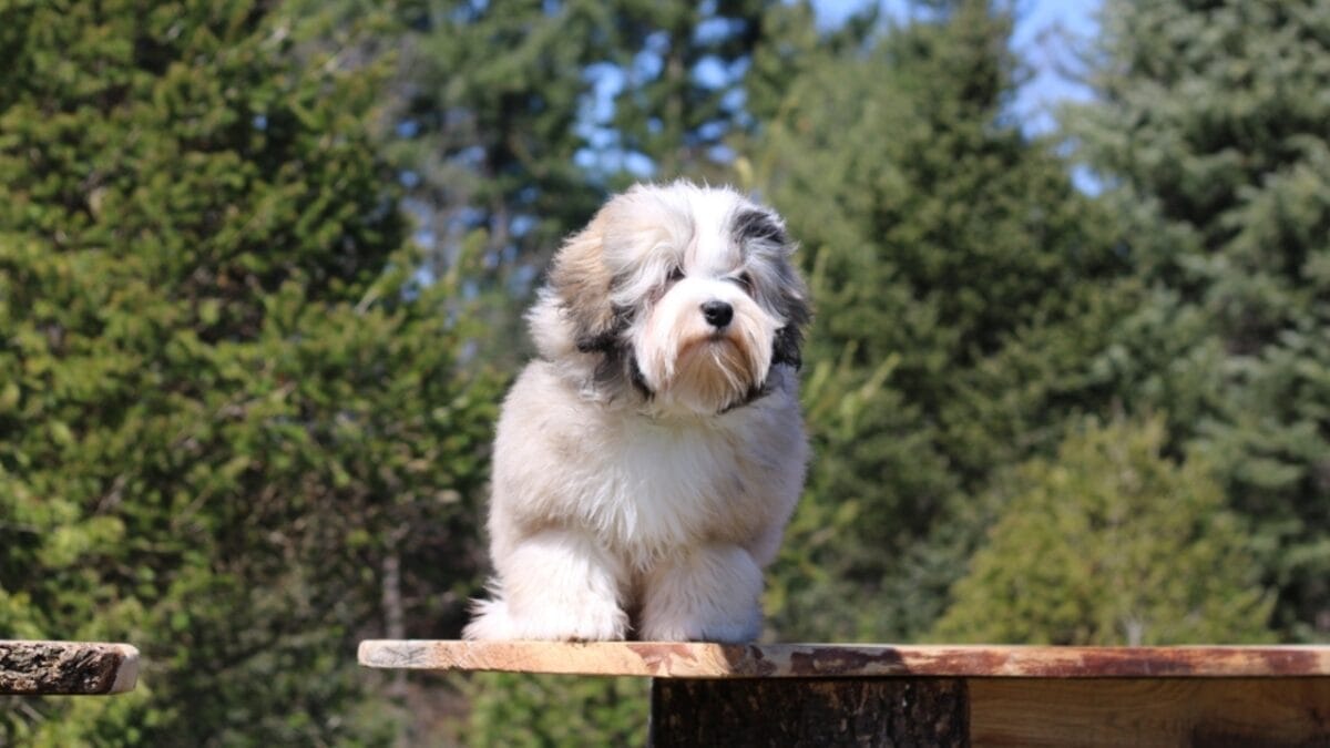 The Little Lion Dog of Royals: 10 Facts About the Lowchen Breed - lowchen dog standing on table ss2441756171