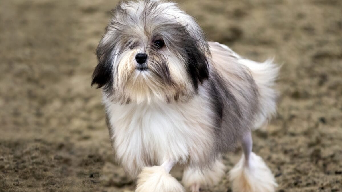 The Little Lion Dog of Royals: 10 Facts About the Lowchen Breed - lowchen dog standing soil ss1931829839