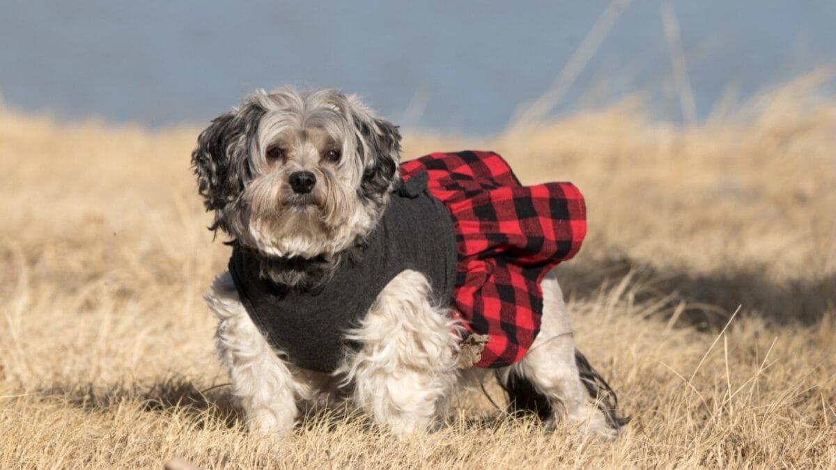 The Little Lion Dog of Royals: 10 Facts About the Lowchen Breed - lowchen dog wearing dress ss1431380627