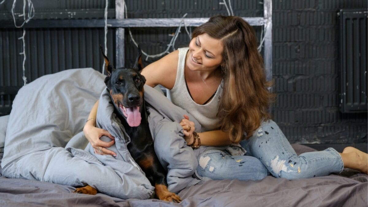 Doberman Debate: 5 Pros & Cons To Help You Decide If This Breed Is Right For You 7 Doberman Debate: 5 Pros & Cons To Help You Decide If This Breed Is Right For You - loyalty doberman ss599843195