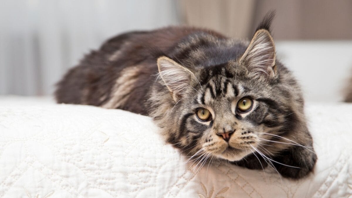 30 Ways to Become Your Cat's Best Friend - maine coon cat dp164481144