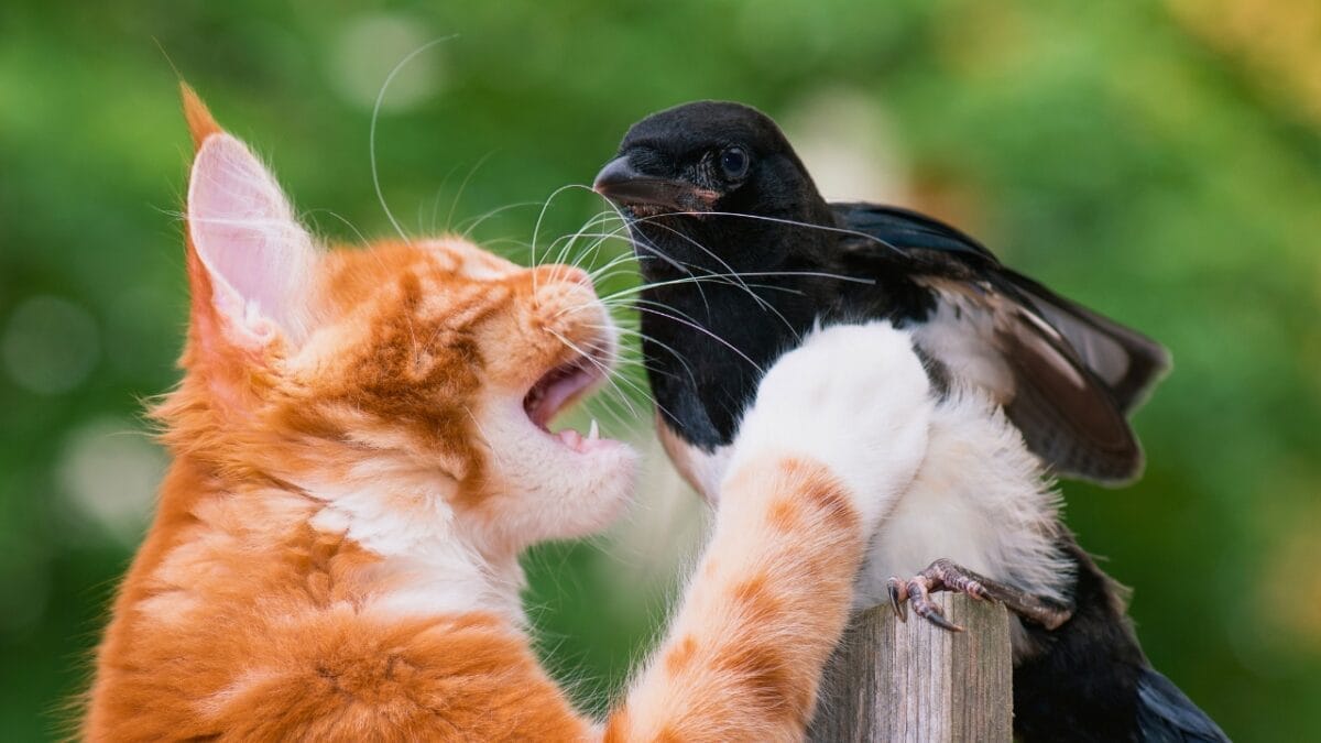7 Dangers Threatening Hummingbirds - maine coon cat hunts bird ss440842369