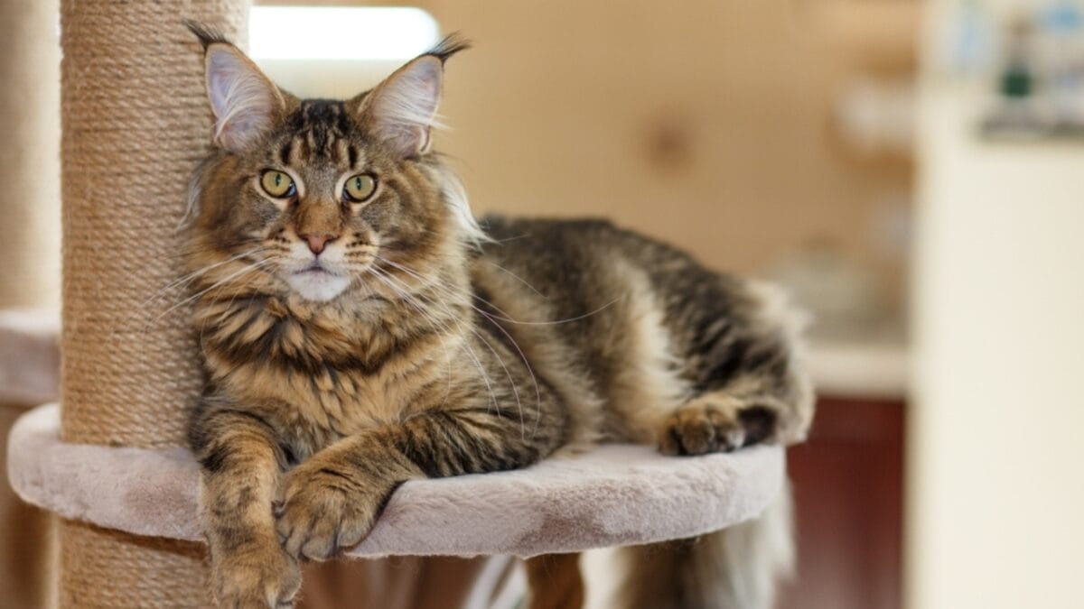 Meet the 16 Strongest Cat Breeds on the Planet - maine coon cat ss2248686421
