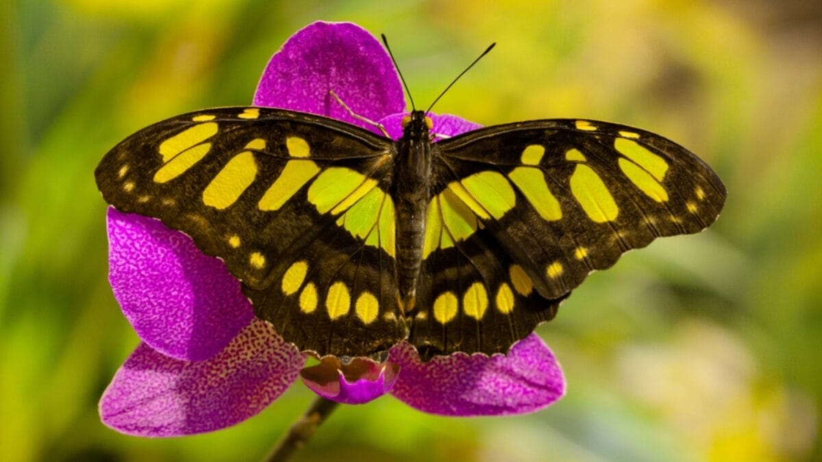 23 Dazzling Photos of the Most Colorful Butterflies on Earth 18 23 Dazzling Photos of the Most Colorful Butterflies on Earth - malachite butterfly dp10721004
