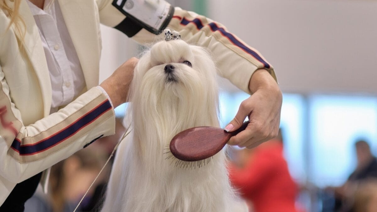 10 Winning Traits That Make Maltese Dogs Irresistible 10 10 Winning Traits That Make Maltese Dogs Irresistible - maltese brushing ss2275253393