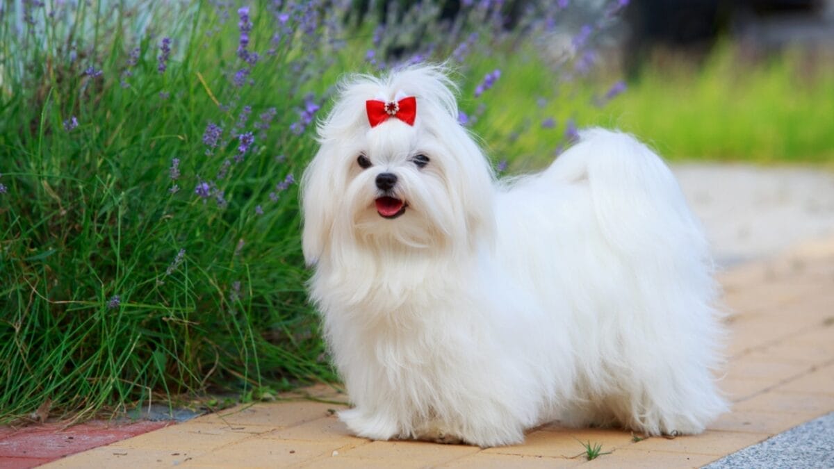 Love Yorkies? Meet 13 Breeds With Similar Charm & Smarts - maltese dog with ribbon dp286811892