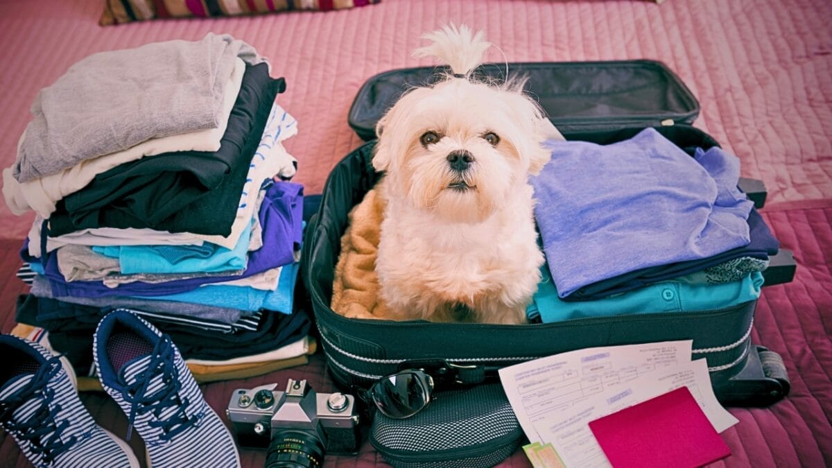 5 Jetsetting Dog Breeds for the Booming $50 Billion Pet Travel Market 2 5 Jetsetting Dog Breeds for the Booming $50 Billion Pet Travel Market - maltese inside luggage ss409534900