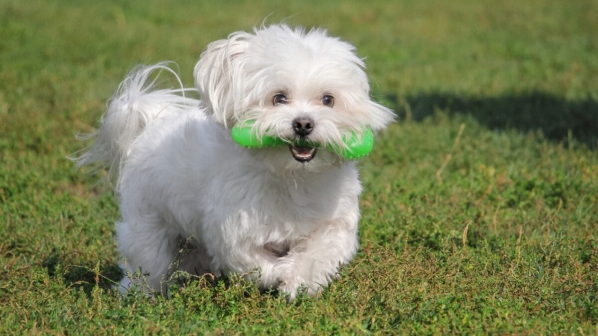 12 Intelligent Dog Breeds That Truly Understand Humans 13 12 Intelligent Dog Breeds That Truly Understand Humans - maltese playful ss2065248380