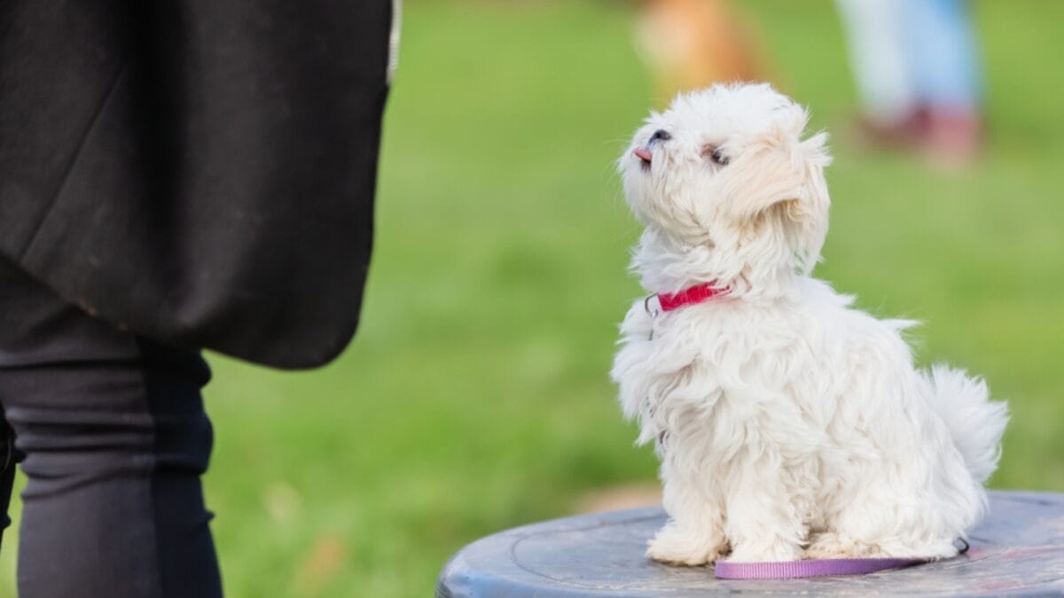 10 Winning Traits That Make Maltese Dogs Irresistible 4 10 Winning Traits That Make Maltese Dogs Irresistible - maltese training ss1472163965