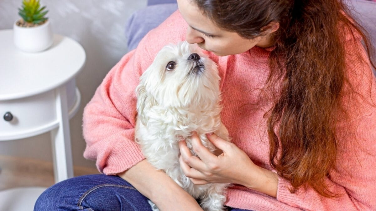 26 Dog Breeds Who Believe Aggression Is Simply Overrated 16 26 Dog Breeds Who Believe Aggression Is Simply Overrated - maltese with owner ss2091240433