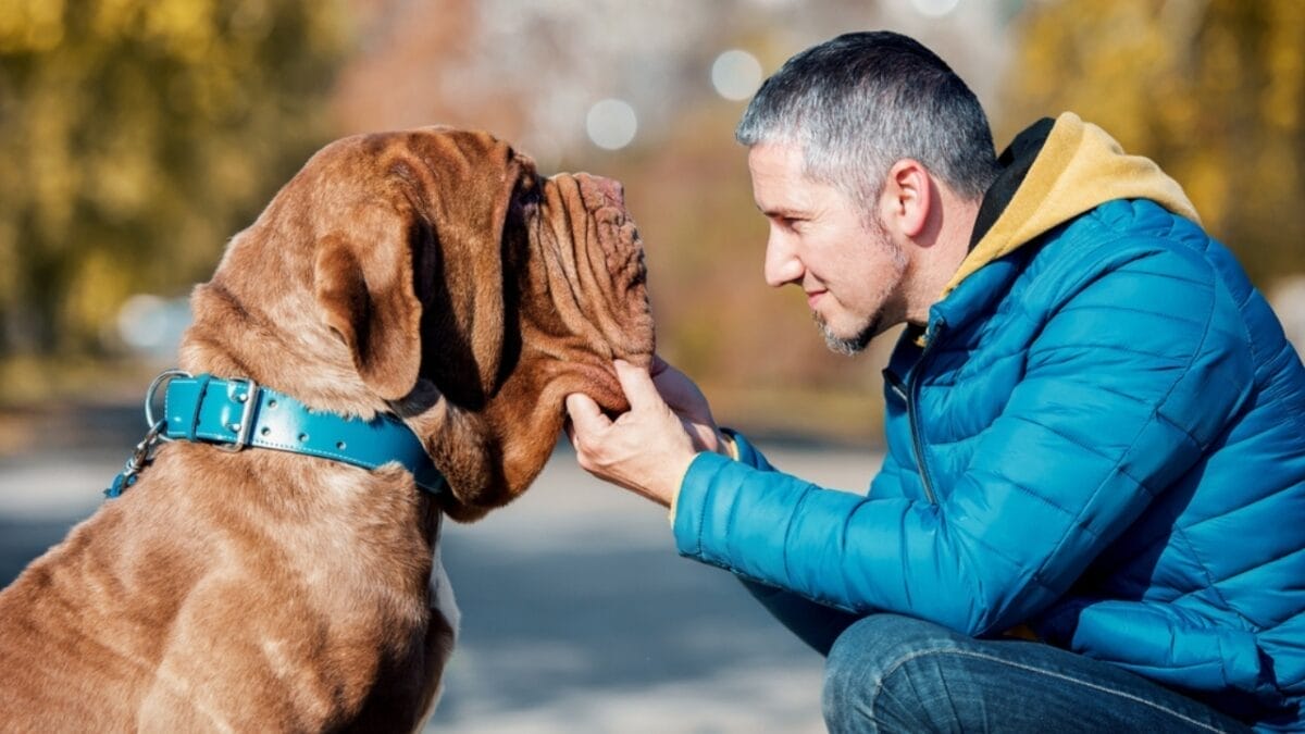 Drool, Snore, Adore: 10 Realities of Owning a Neapolitan Mastiff 8 Drool, Snore, Adore: 10 Realities of Owning a Neapolitan Mastiff - man holding neapolitan mastiff dog ss2134304203