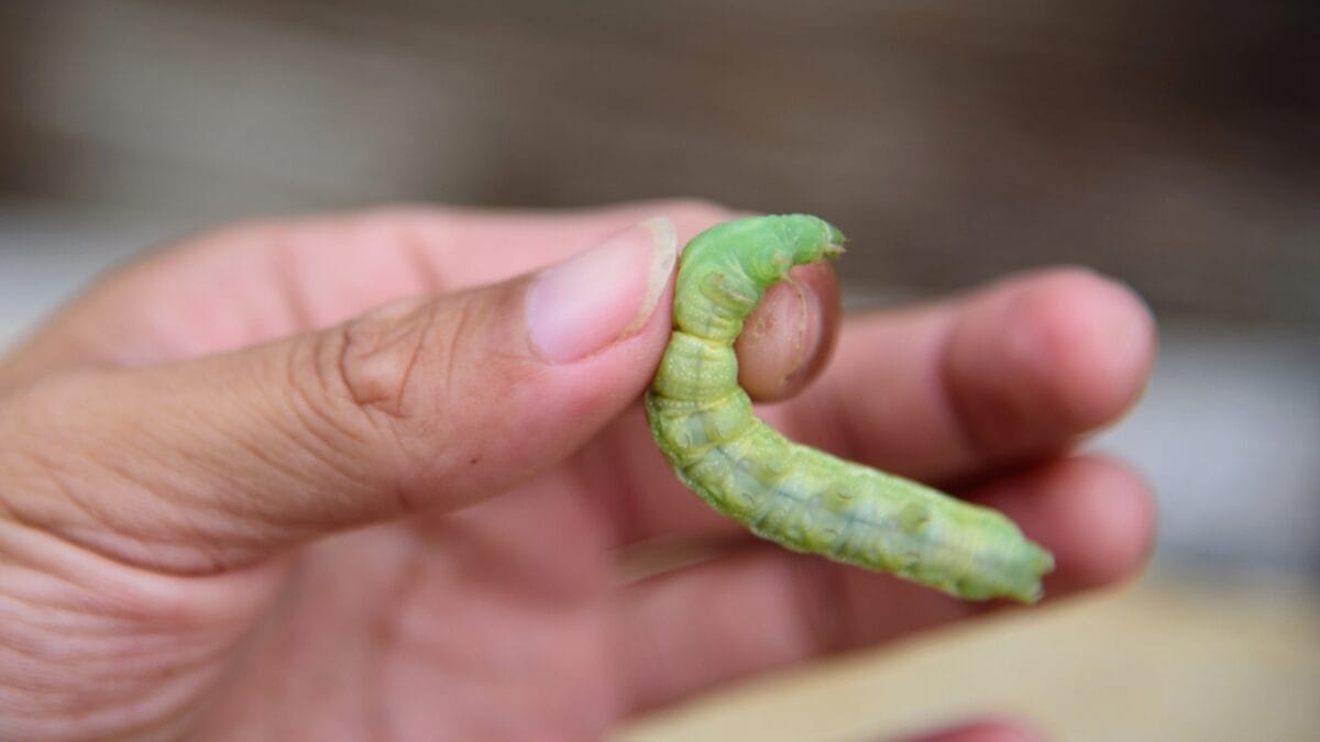 Tomato Hornworms: 10 Must-Know Facts to Save Your Harvest 6 Tomato Hornworms: 10 Must-Know Facts to Save Your Harvest - man holding worm dp408680652