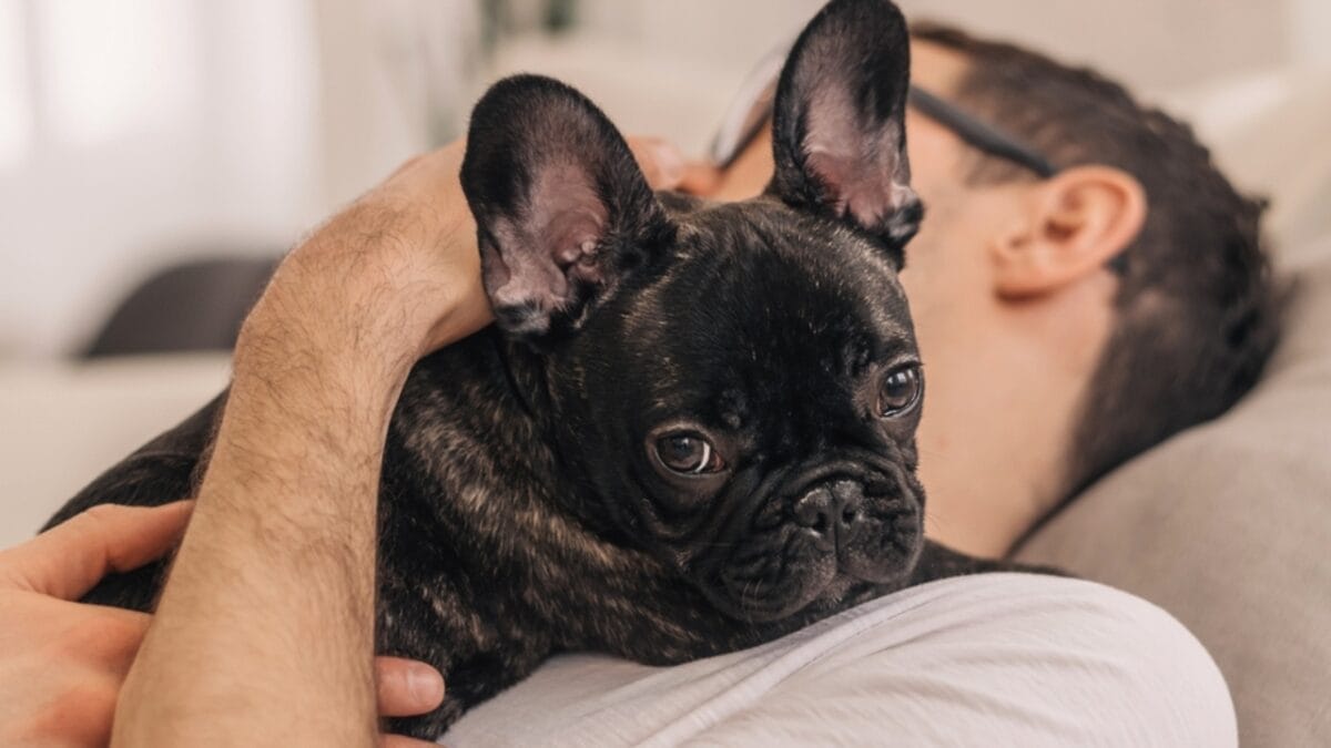These 17 Dog Breeds are Perfect for Snuggling & Emotional Support - man hugging french bulldog ss2346825545