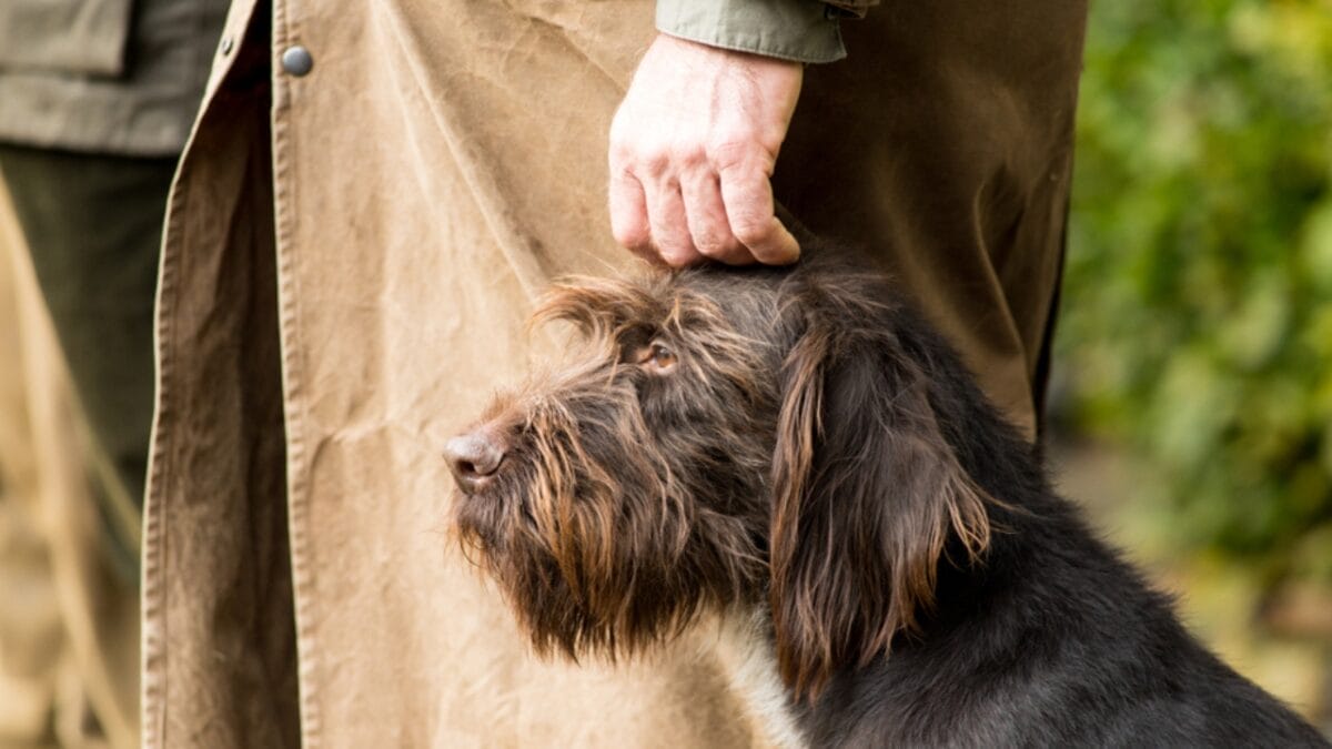 Why German Wirehaired Pointers are Exceptional Dogs: 10 Remarkable Traits 8 Why German Wirehaired Pointers are Exceptional Dogs: 10 Remarkable Traits - man patting head german wirehead pointer dog ss790134430