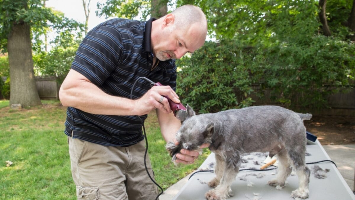The Mini Schnauzer Dog Life: 8 Pro Tips 7 The Mini Schnauzer Dog Life: 8 Pro Tips - man trimming mini schnauzer dog ss296748536