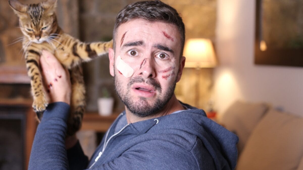 Cat Communication 101: Do Cats Dig Baby Talk & Know Their Names? 5 Cat Communication 101: Do Cats Dig Baby Talk & Know Their Names? - man with cat scratches bandage ss1892423944