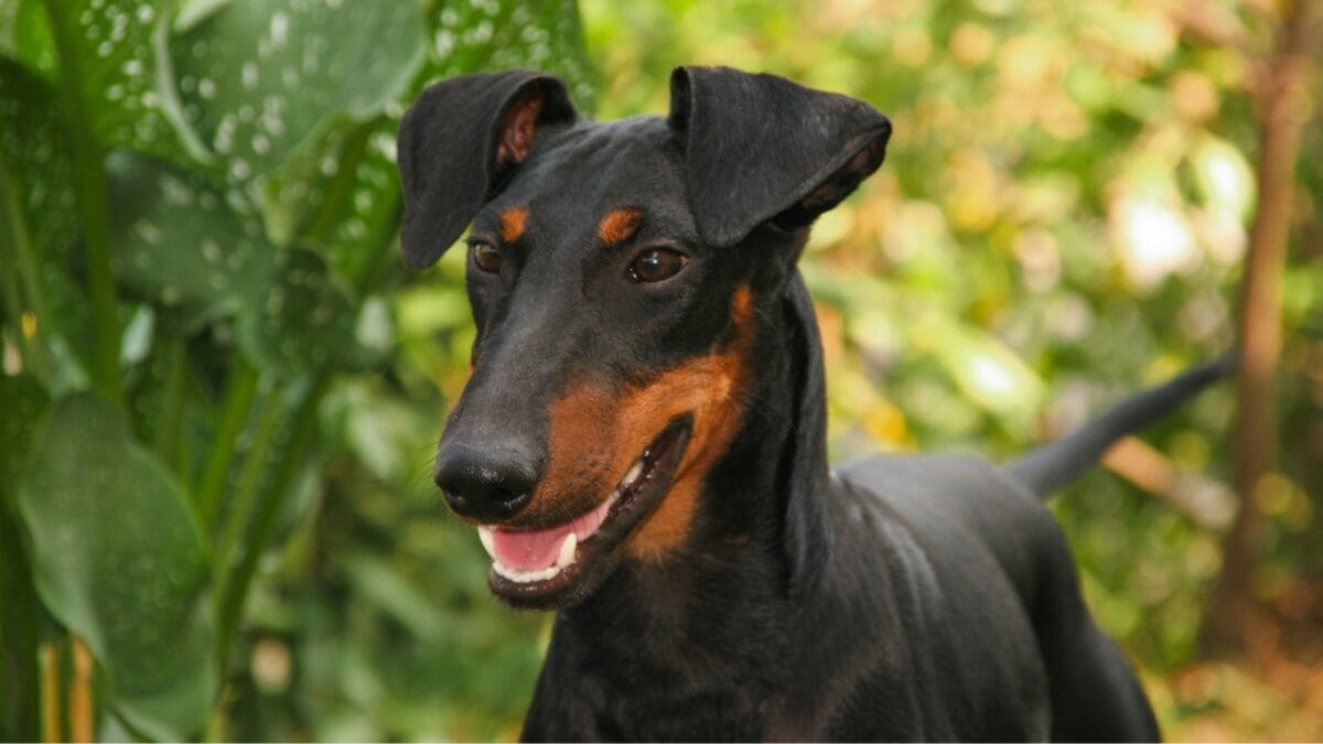 10 Expert-Guided Tips for Raising Well-Mannered Manchester Terriers 6 10 Expert-Guided Tips for Raising Well-Mannered Manchester Terriers - manchester terrier dog face ss662730682