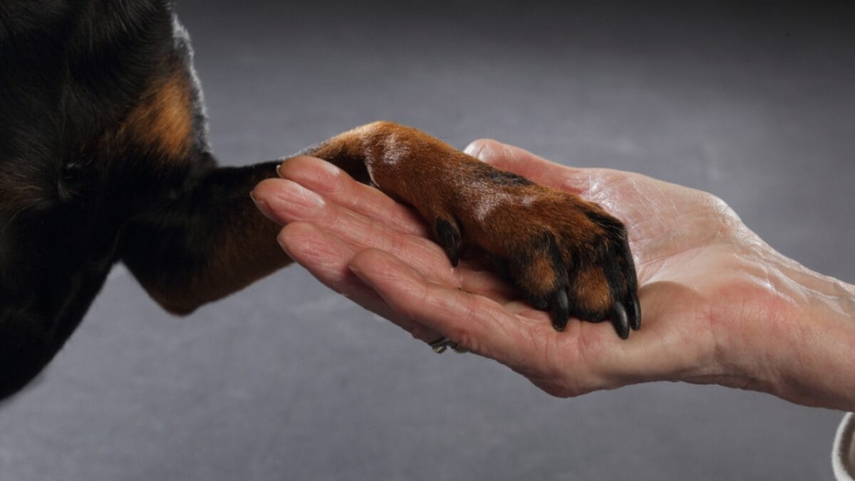 10 Reasons Why Older Dogs Make the Best Pets - manchester terrier dog holding paw ss1716553015