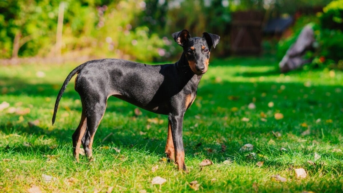 10 Expert-Guided Tips for Raising Well-Mannered Manchester Terriers 8 10 Expert-Guided Tips for Raising Well-Mannered Manchester Terriers - manchester terrier dog standing grass ss2057303882