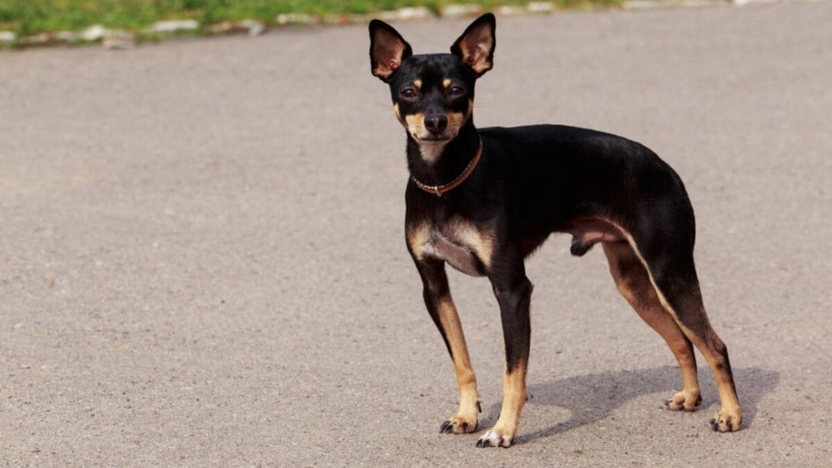 10 Expert-Guided Tips for Raising Well-Mannered Manchester Terriers 11 10 Expert-Guided Tips for Raising Well-Mannered Manchester Terriers - manchester terrier dog standing gravel ss680472703