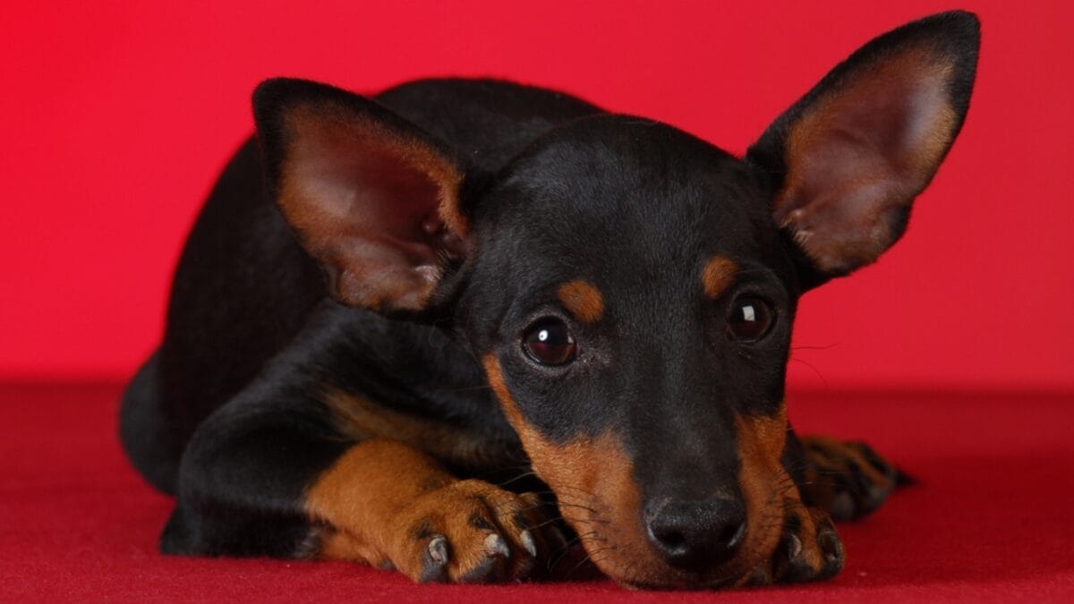 15 Dog Behaviors You’re Probably Misunderstanding - manchester terrier dog studio eyes ss61417420