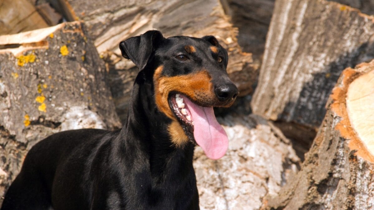 10 Expert-Guided Tips for Raising Well-Mannered Manchester Terriers 7 10 Expert-Guided Tips for Raising Well-Mannered Manchester Terriers - manchester terrier dog tongue ss662730682