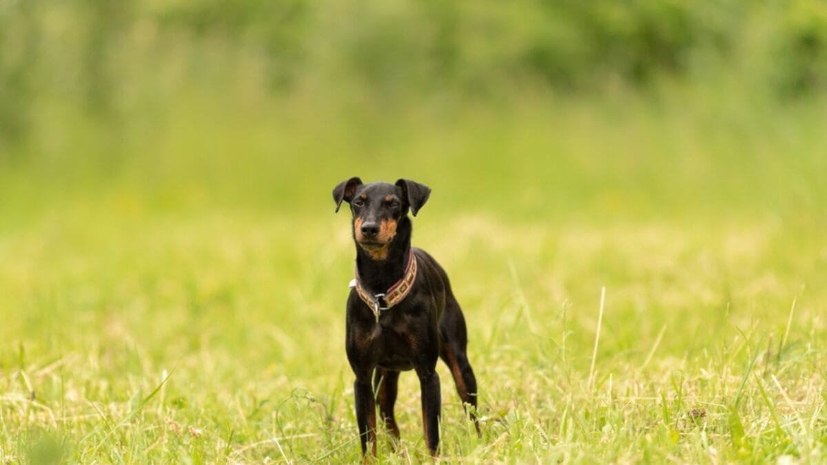 31 Endangered Dog Breeds at Risk of Disappearing 20 31 Endangered Dog Breeds at Risk of Disappearing - manchester terrier ss2001487283