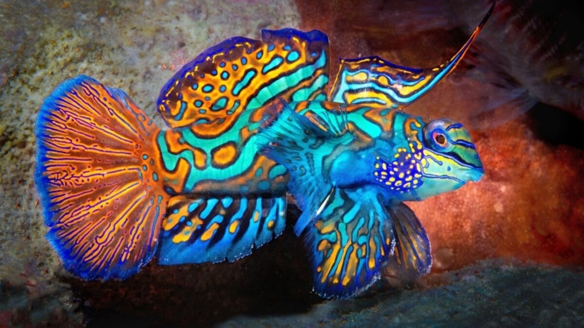 12 Creatures So Colorful They Look Like Living Rainbows 3 12 Creatures So Colorful They Look Like Living Rainbows - mandarin fish ss2328046755