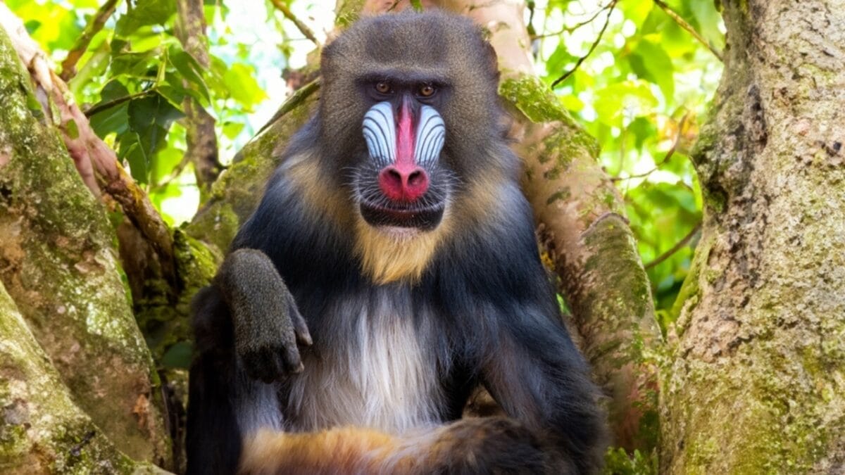 The 10 Largest Monkeys in the World - mandrill monkey ss2309013605