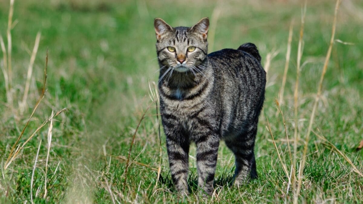 15 Adorable Tabby Cat Breeds to Bring Home Today 13 15 Adorable Tabby Cat Breeds to Bring Home Today - manx cat dp87416024