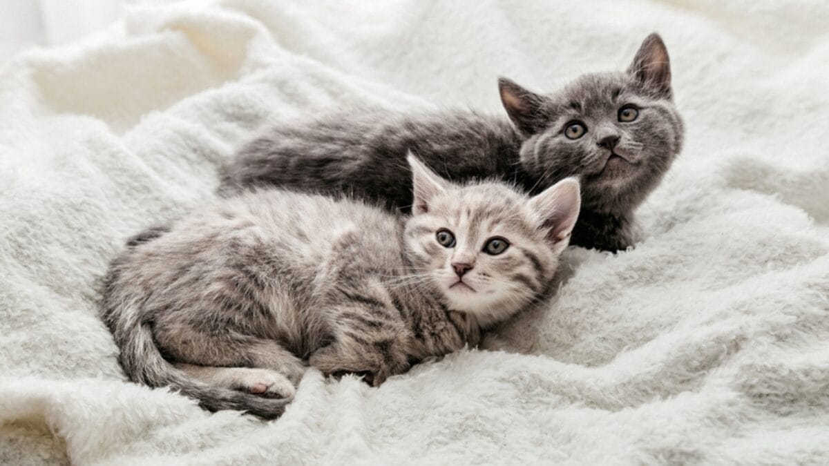 10 Reasons Your Cat Meows: What They're Really Saying 8 10 Reasons Your Cat Meows: What They're Really Saying - maternal cat ss1923197444