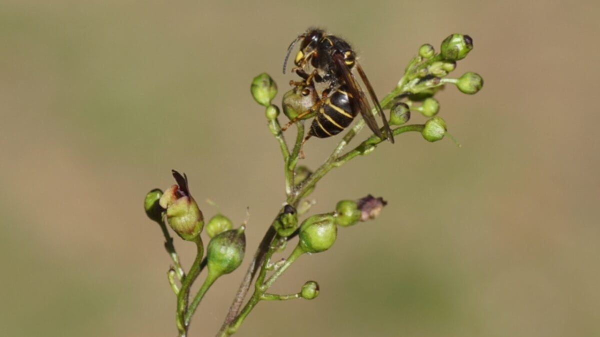 Want Fewer Wasps in Your Yard? Weed Out the Figwort - median wasp eating figwort ss2383743015