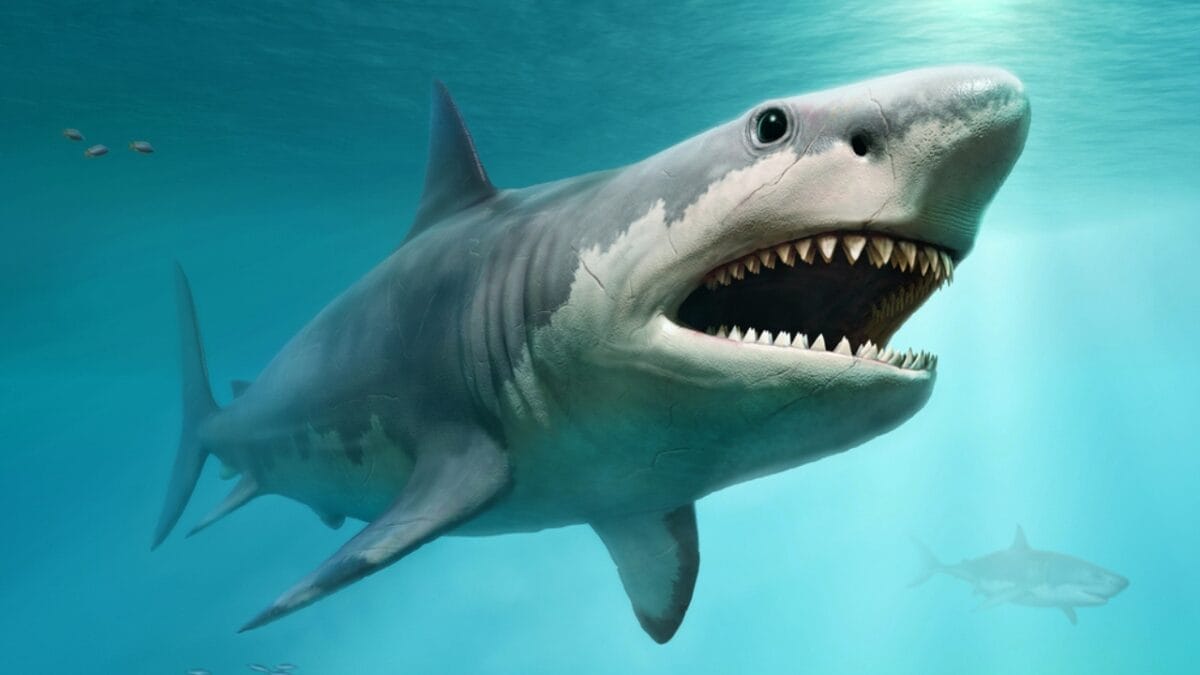 15 Shark Facts That Prove There's More to These Predators Than Meets the Eye 13 15 Shark Facts That Prove There's More to These Predators Than Meets the Eye - megalodon mega shark dp205330768