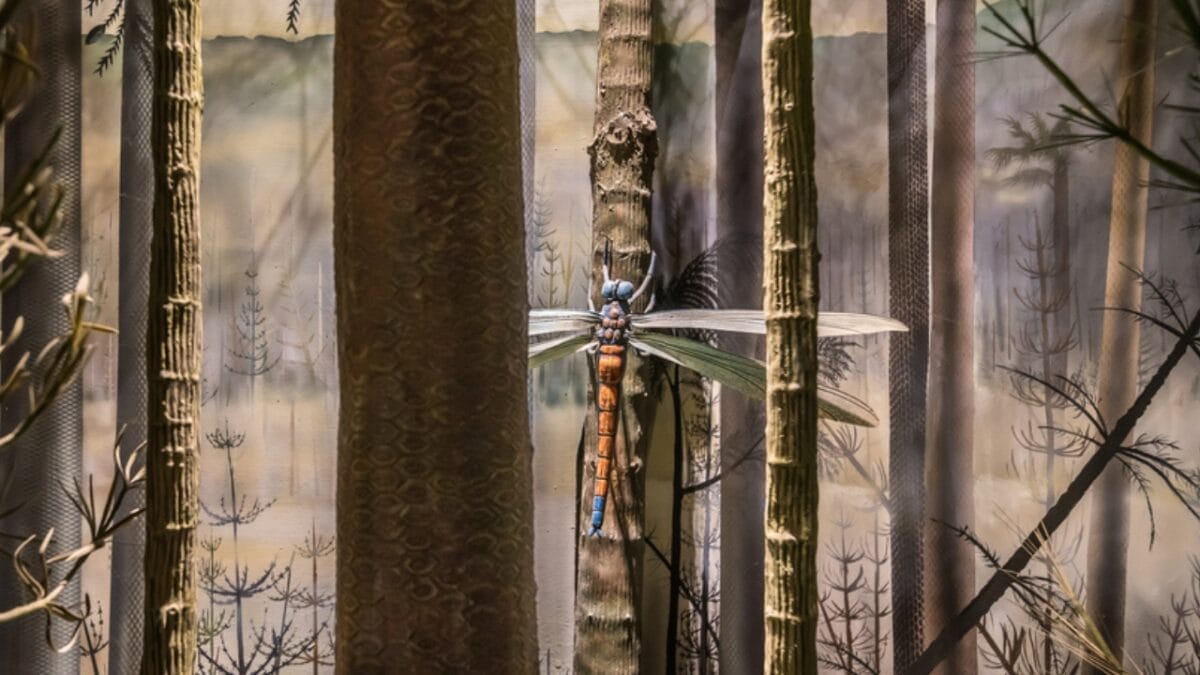 10 Colossal Creatures That Roamed the Earth Before Dinosaurs 7 10 Colossal Creatures That Roamed the Earth Before Dinosaurs - meganeura king of dragonfly ss361266551
