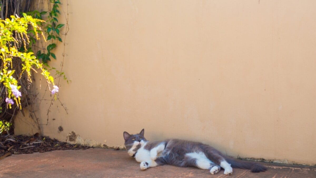 10 Cat-Friendly Cities Around the World 11 10 Cat-Friendly Cities Around the World - melbourne with cat ss1703403403