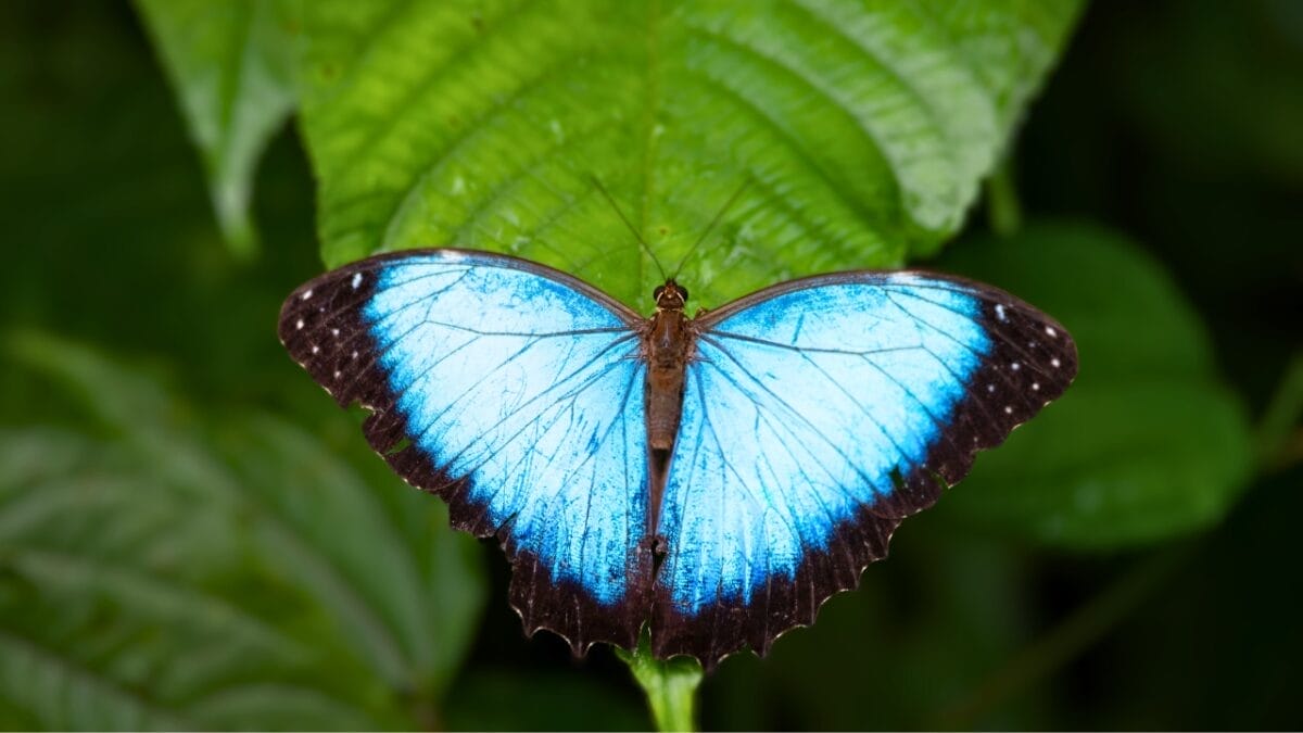 11 Breathtakingly Blue Beauties of the Animal Kingdom 11 11 Breathtakingly Blue Beauties of the Animal Kingdom - menelaus blue morpho butterfly ss2058755459