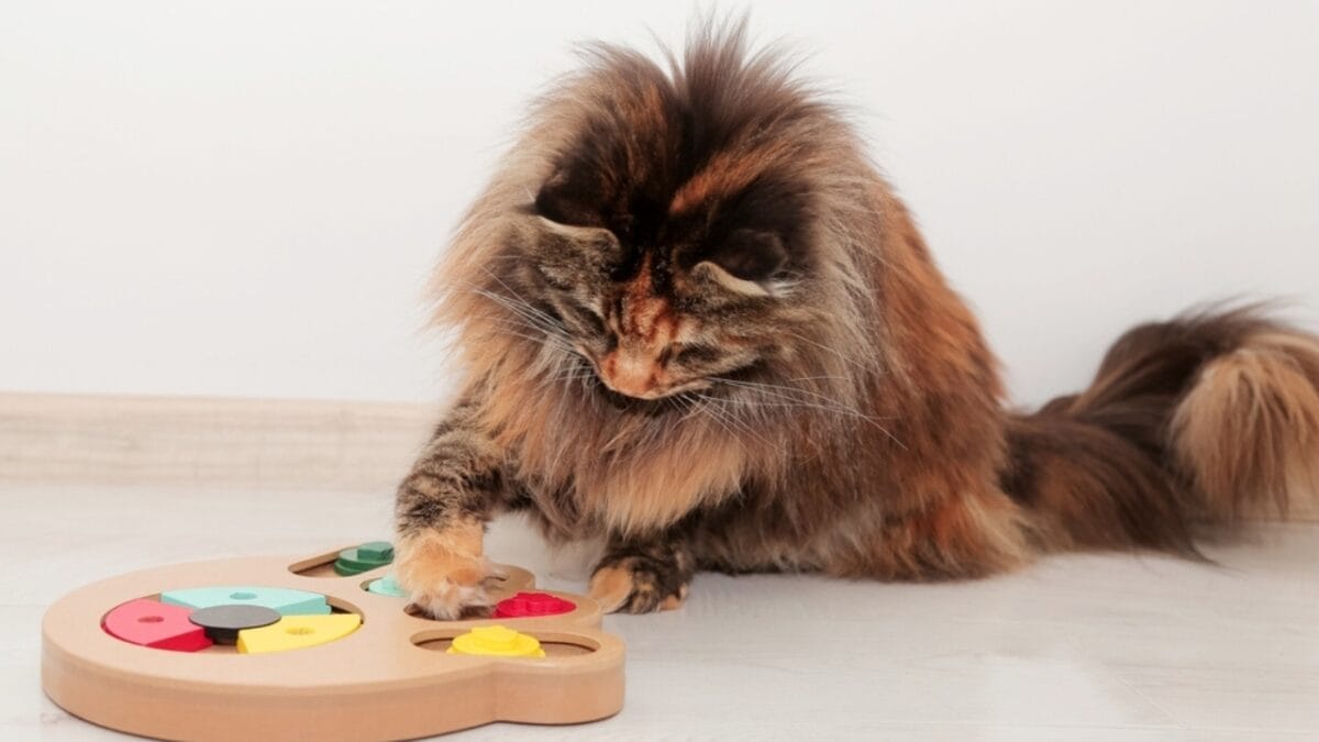 The Rule of 3 for Cats & How It Enhances Their Well-being 2 The Rule of 3 for Cats & How It Enhances Their Well-being - mental stimulation cat ss2372785921