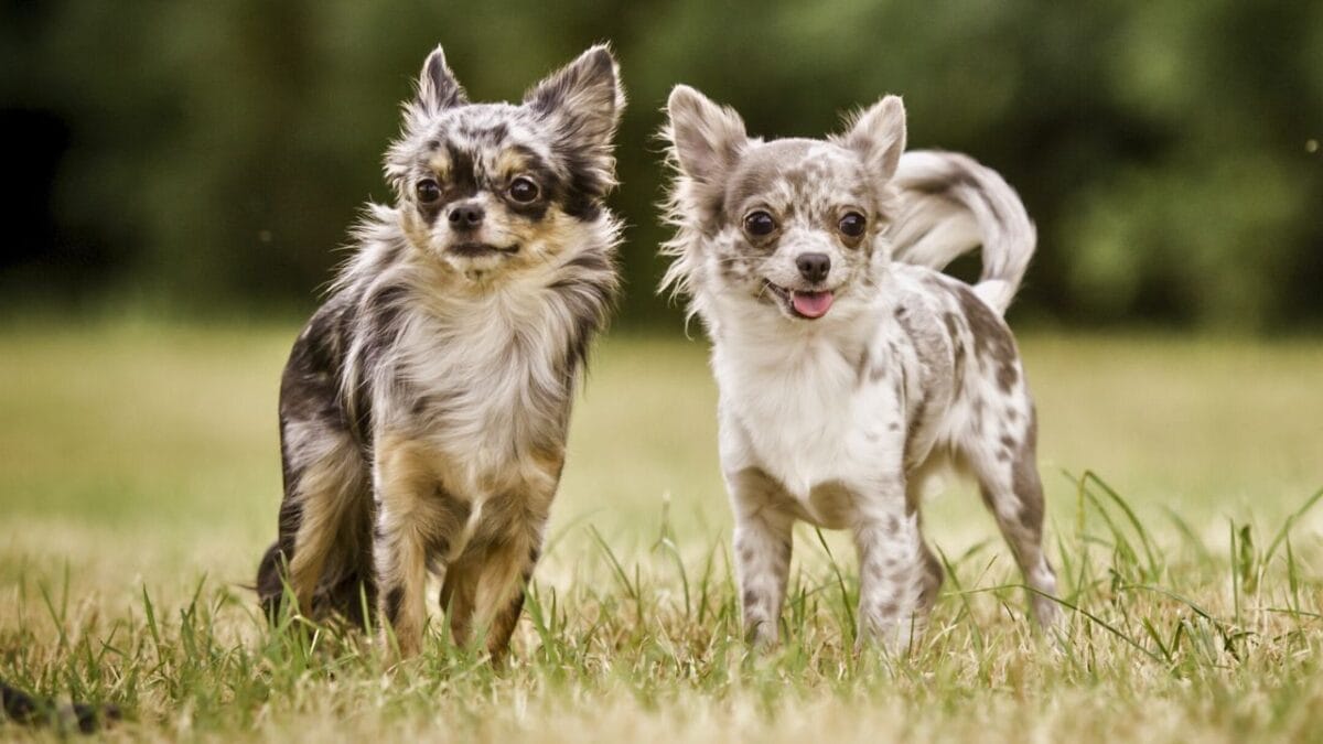 Meet the Chigi: The Spirited Corgi-Chihuahua Mix That’s Stealing Hearts Everywhere - merle chihuahua ss372850066