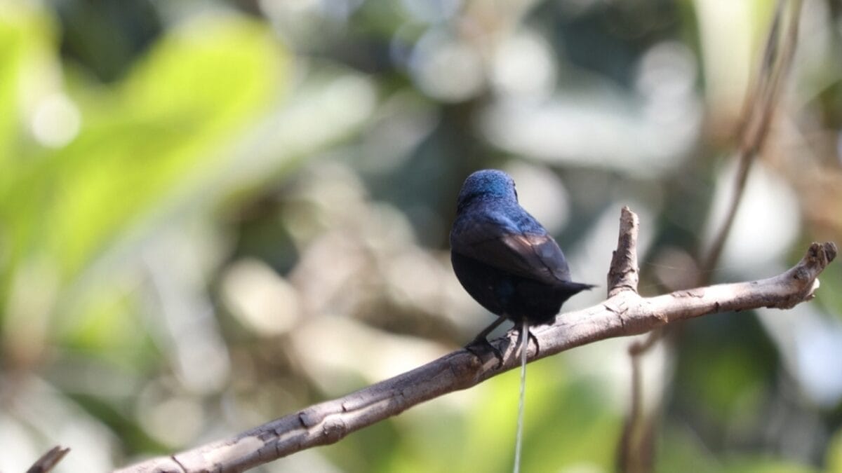 The Secret Lives of Hummingbirds: 8 Interesting Facts Most People Don't Know 3 The Secret Lives of Hummingbirds: 8 Interesting Facts Most People Don't Know - metabolism ss2285643939