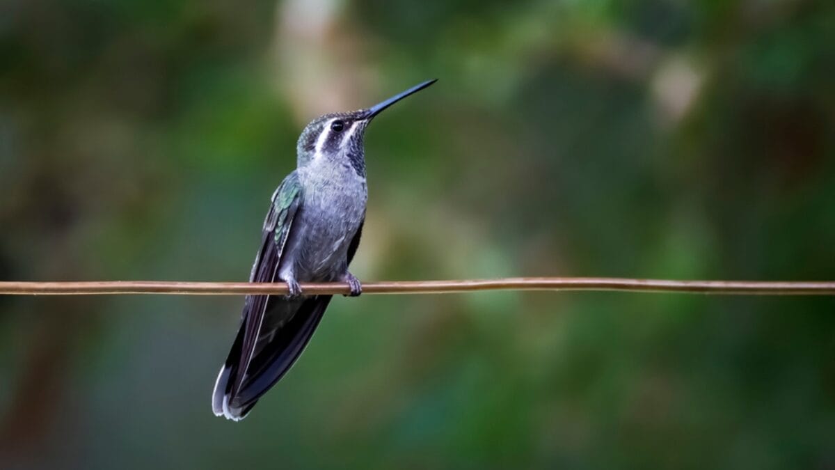 What Do Hummingbirds Eat? 8 Items on Their Menu 7 What Do Hummingbirds Eat? 8 Items on Their Menu - mexico blue throated hummingbird ss1872989212