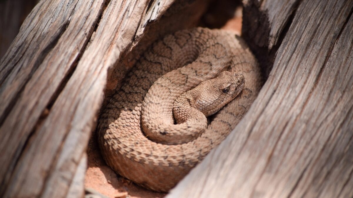 The 15 Most Dangerous Animals in North America 13 The 15 Most Dangerous Animals in North America - midget faded rattlesnake dp138020936