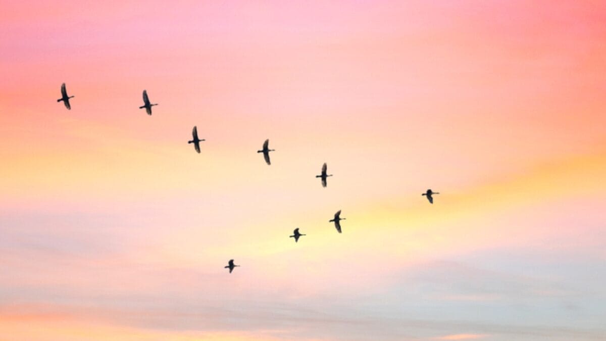 5 Hummingbird Live Streams for Bird Binge Watching 3 5 Hummingbird Live Streams for Bird Binge Watching - migration ss1231406560