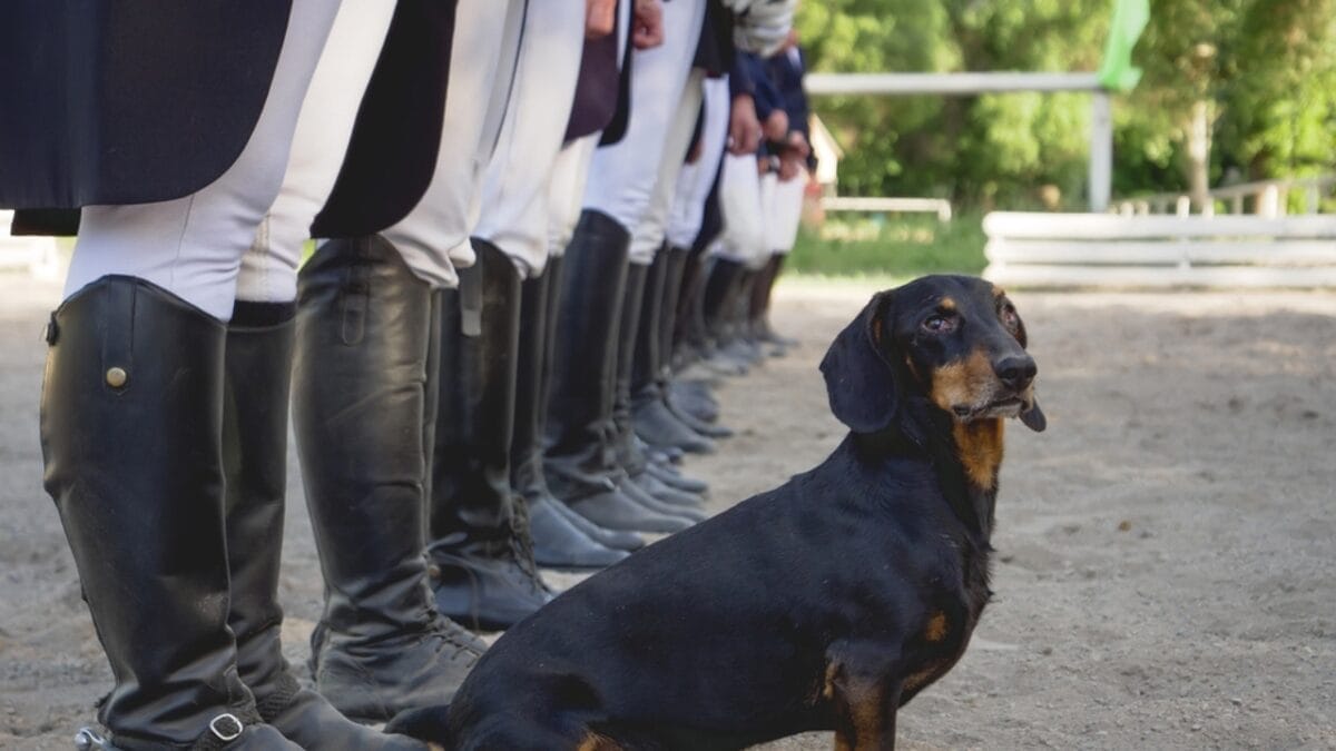 11 Facts About Dachshunds That Will Surprise You 3 11 Facts About Dachshunds That Will Surprise You - military daschund dog ss654254182
