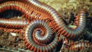 8 Little-Known Facts About the 8-Foot Millipede that Once Ruled the Carboniferous Era 1 8 Little-Known Facts About the 8-Foot Millipede that Once Ruled the Carboniferous Era - millipede ss1936828417