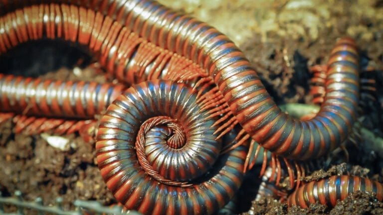 8 Little-Known Facts About the 8-Foot Millipede that Once Ruled the Carboniferous Era - millipede ss1936828417