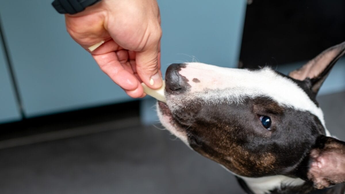 10 Signs Your Dog is a Genius 9 10 Signs Your Dog is a Genius - mini bull terrier dog eating treat ss2382673351