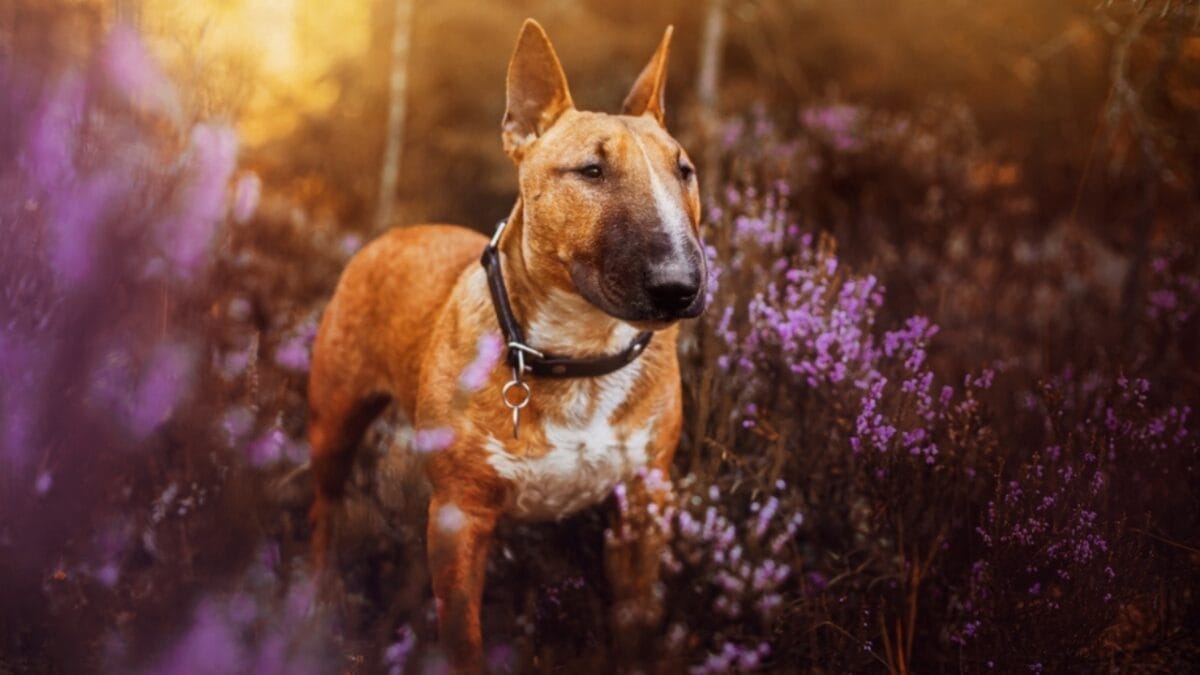 No "Bull" About it: 10 Rookie Mistakes to Avoid When Training Your Miniature Bull Terrier 3 No "Bull" About it: 10 Rookie Mistakes to Avoid When Training Your Miniature Bull Terrier - mini bull terrier dog flowers ss2282311055