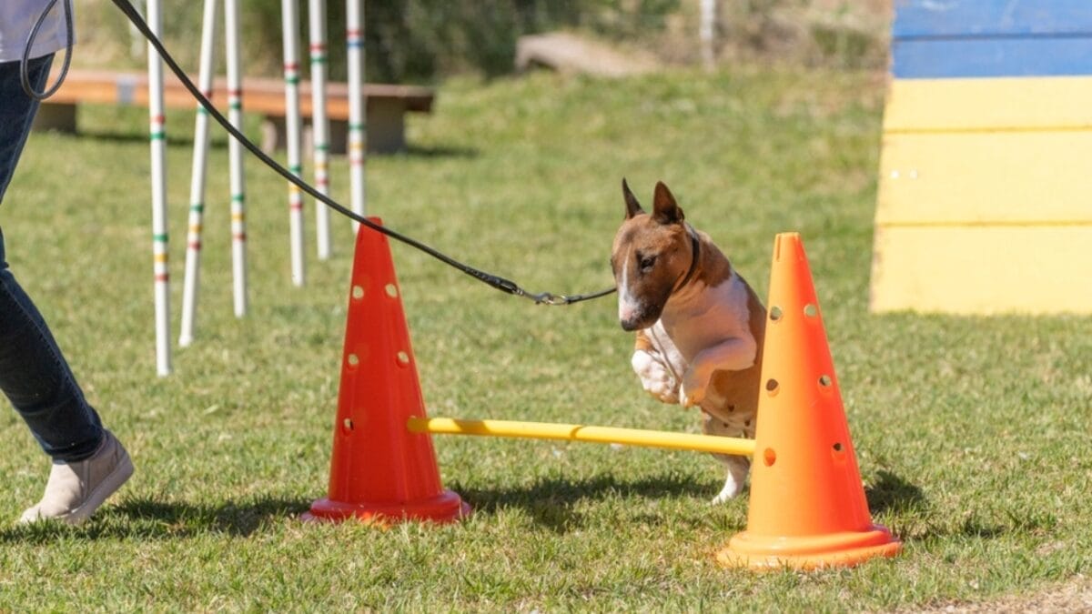No "Bull" About it: 10 Rookie Mistakes to Avoid When Training Your Miniature Bull Terrier 10 No "Bull" About it: 10 Rookie Mistakes to Avoid When Training Your Miniature Bull Terrier - mini bull terrier dog leash jumping ss2295050849