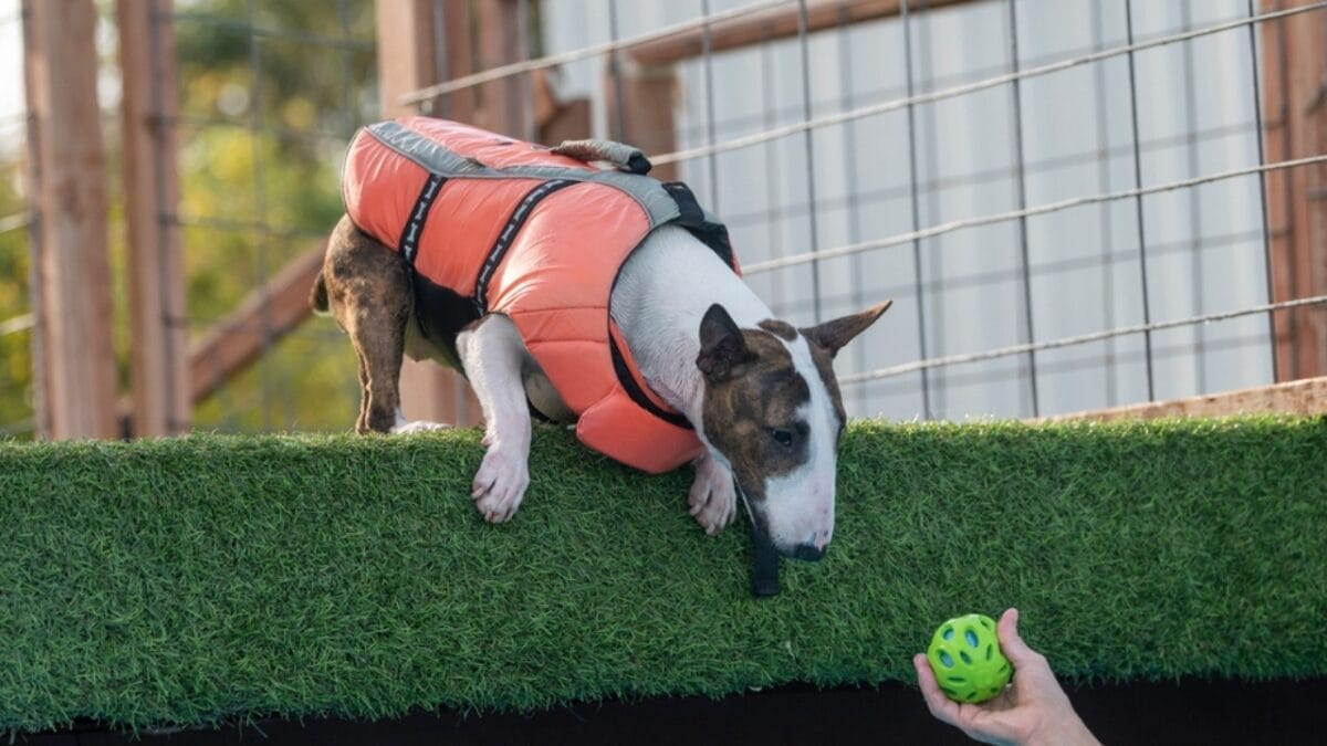 12 strange dog behaviors explained by science 12 12 strange dog behaviors explained by science - mini bull terrier dog playing ball ss2080396963