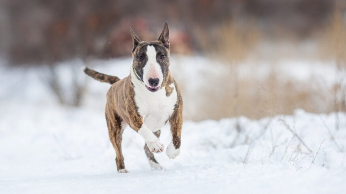 No "Bull" About it: 10 Rookie Mistakes to Avoid When Training Your Miniature Bull Terrier 11 No "Bull" About it: 10 Rookie Mistakes to Avoid When Training Your Miniature Bull Terrier - mini bull terrier dog running snow ss2202734469